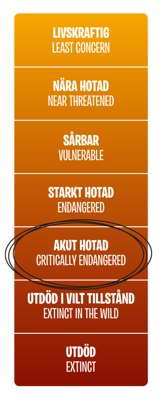 Hotnivå, Akut hotad (Critically endangered)