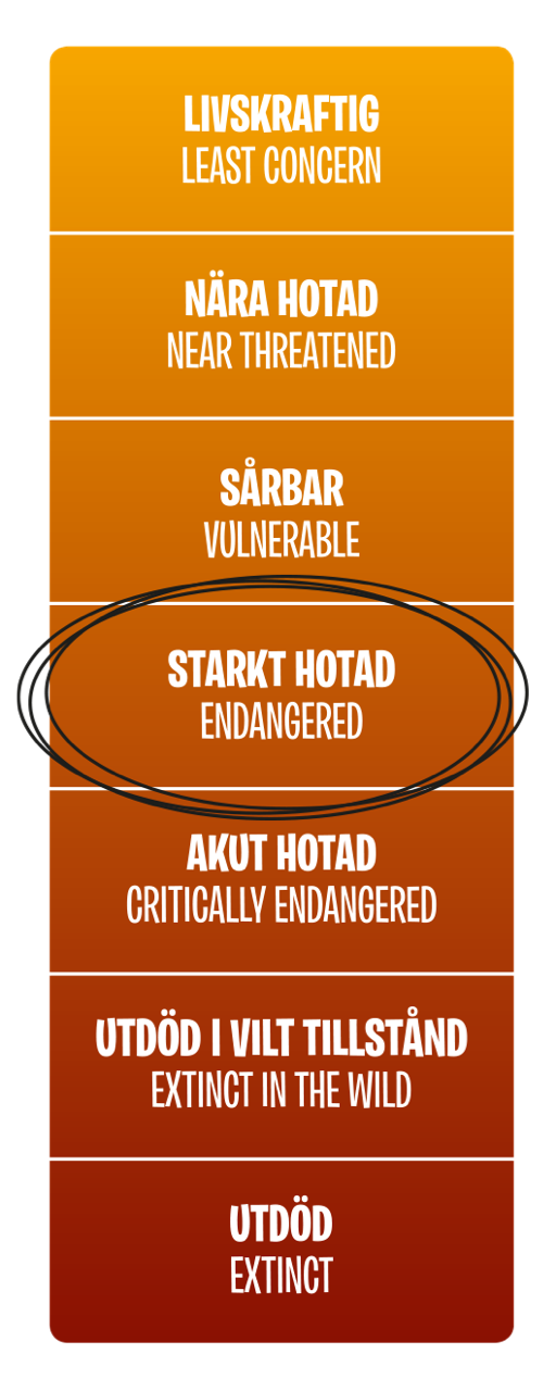 Hotnivå, Starkt hotad (Endangered)