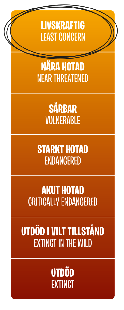 Hotnivå, Livskraftig (Least concern)