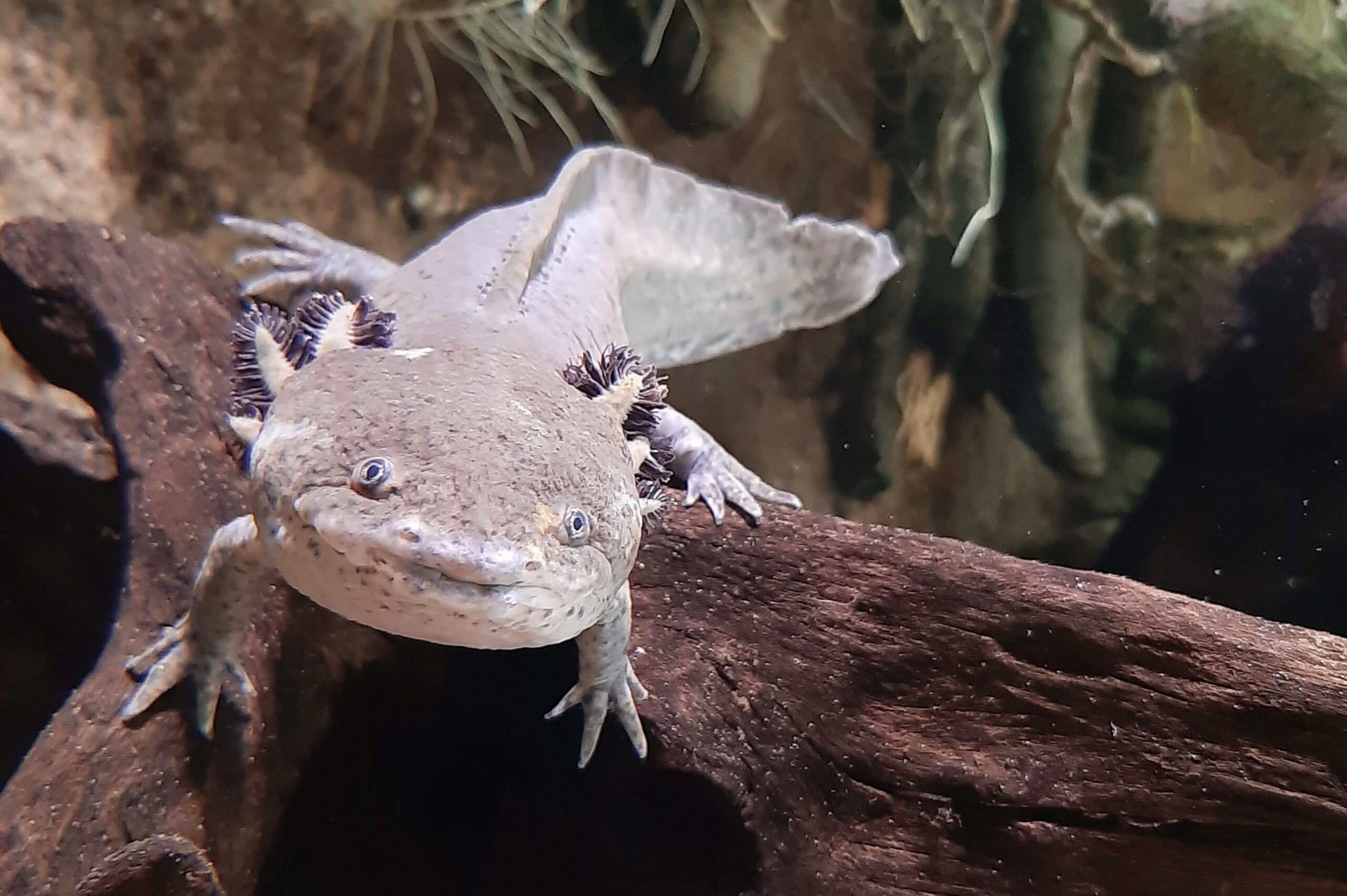 Axolotl – Parken Zoo