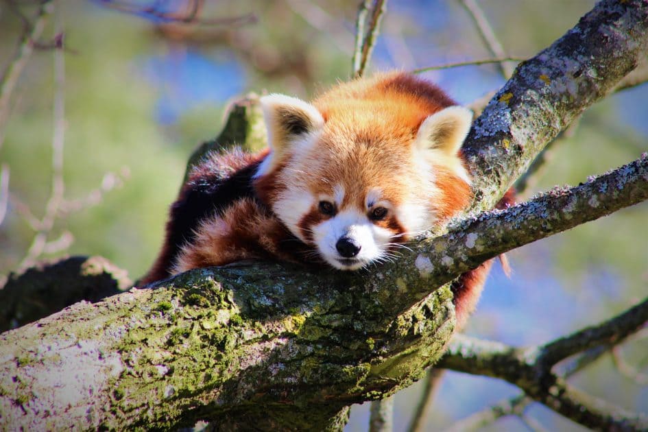 Röd panda – Parken Zoo